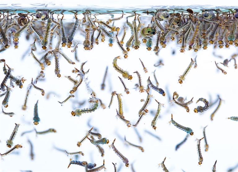 곤충 & 곤충 사육